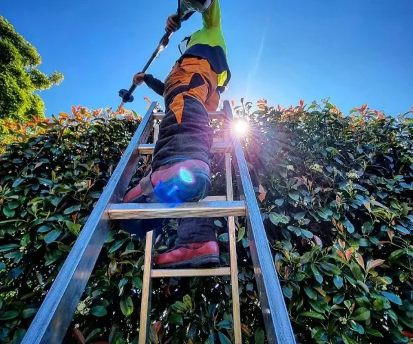 Formative Pruning