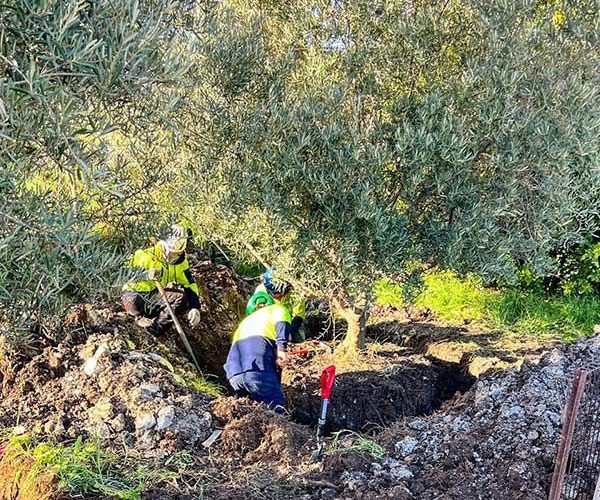 Tree Transplanting 2