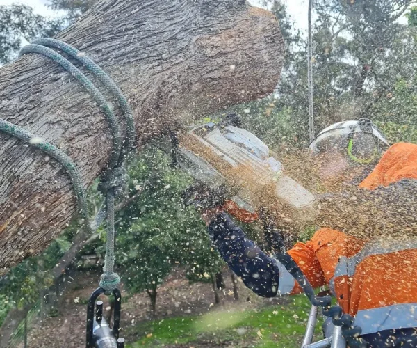 Tree removal 2