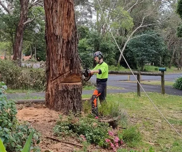 Tree removal